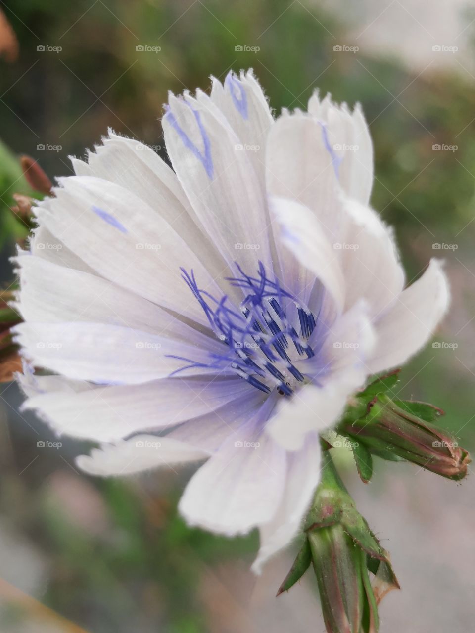 white  faded chicory flower with blue centre