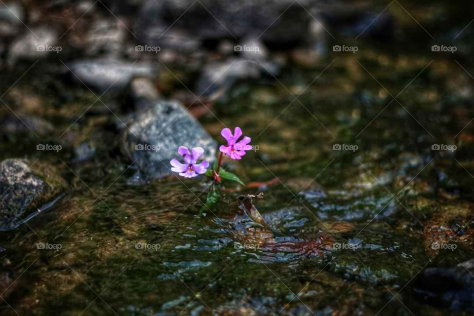 flower spring