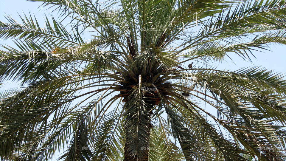 Palm-tree close up