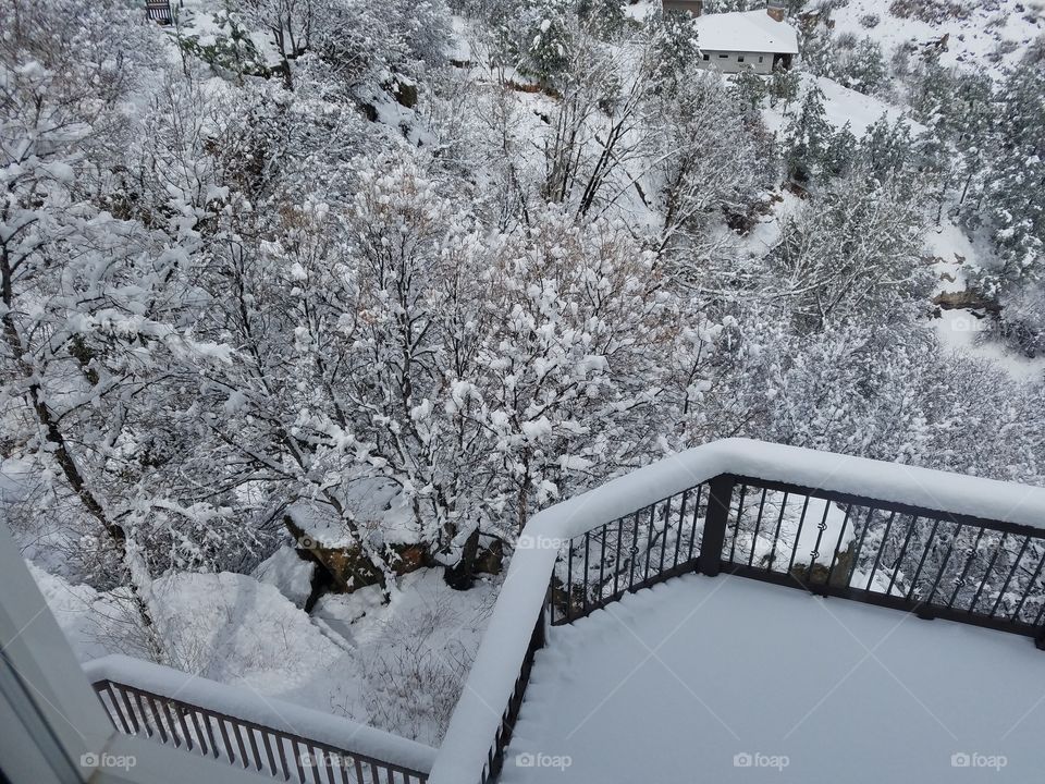 Elevated view of snow covered trees