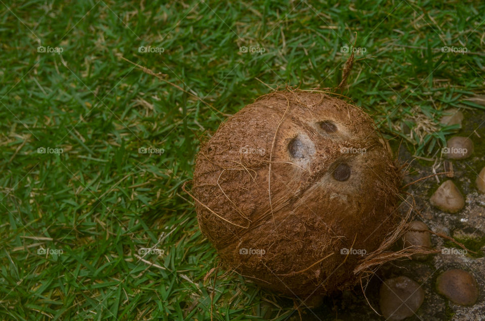 brazilian fruits: coconut