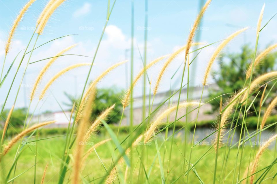 The reed grass with its long green leaves rises, the background is a clear sky during the day.