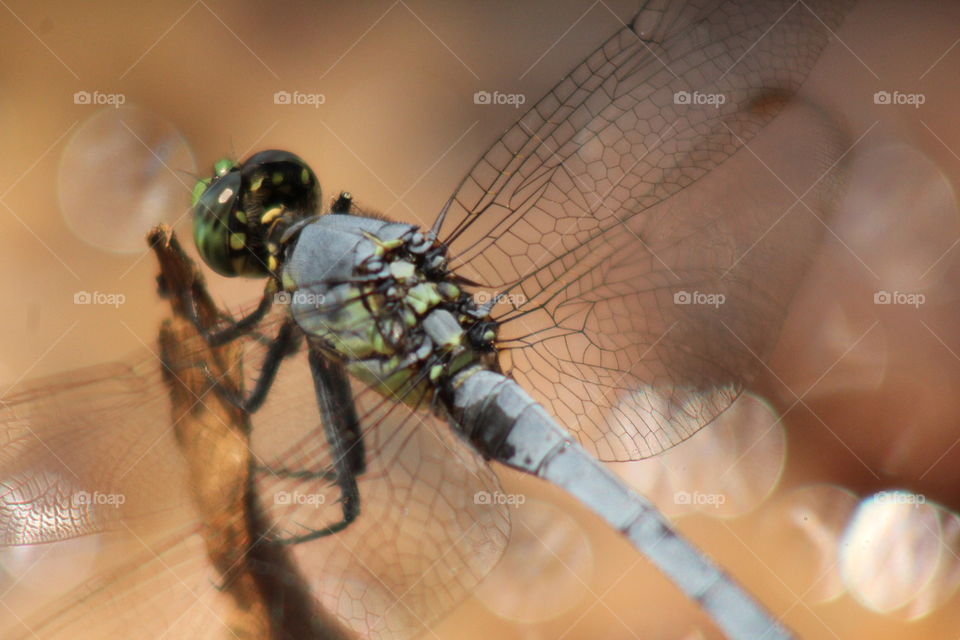 Close-up of dragonfly