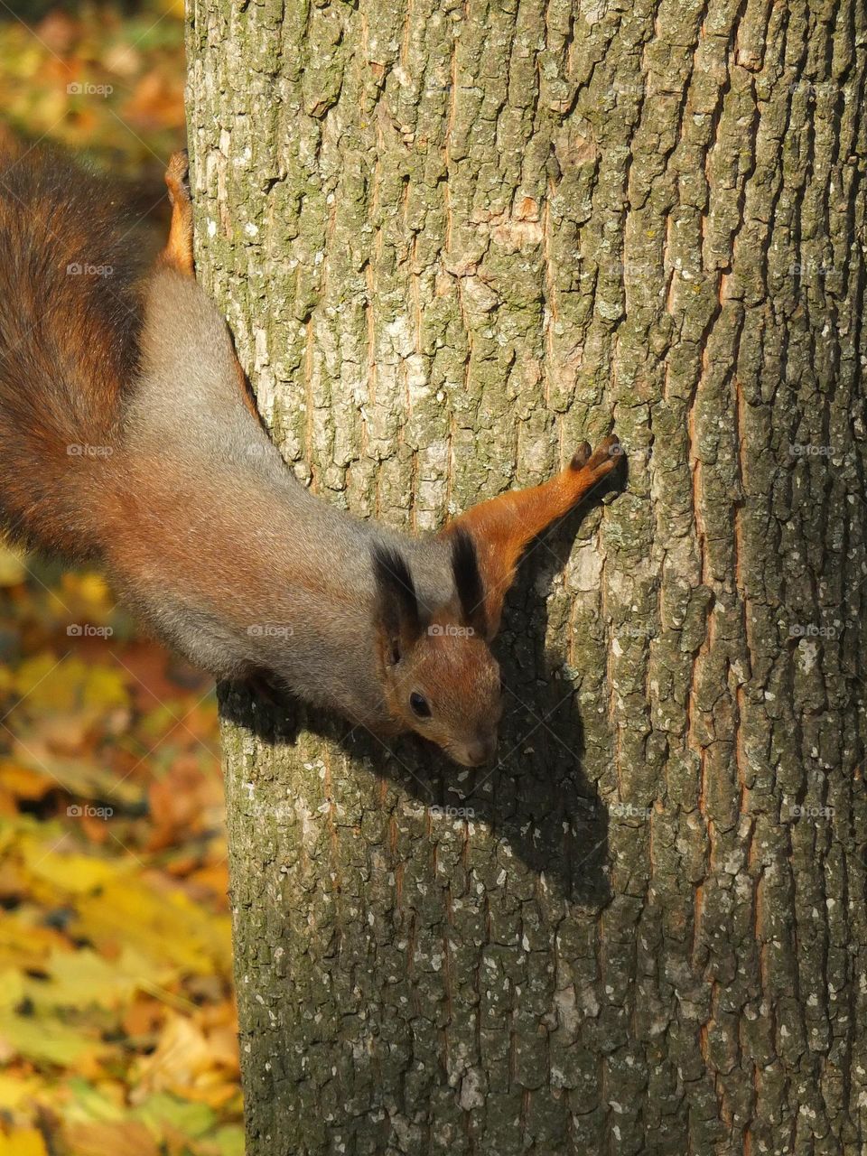 The Colors of Autumn