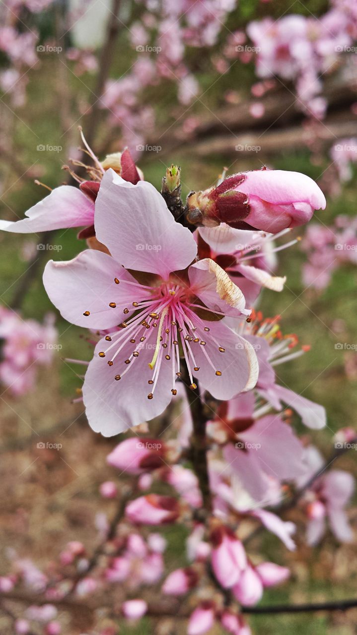 Peach Blossom