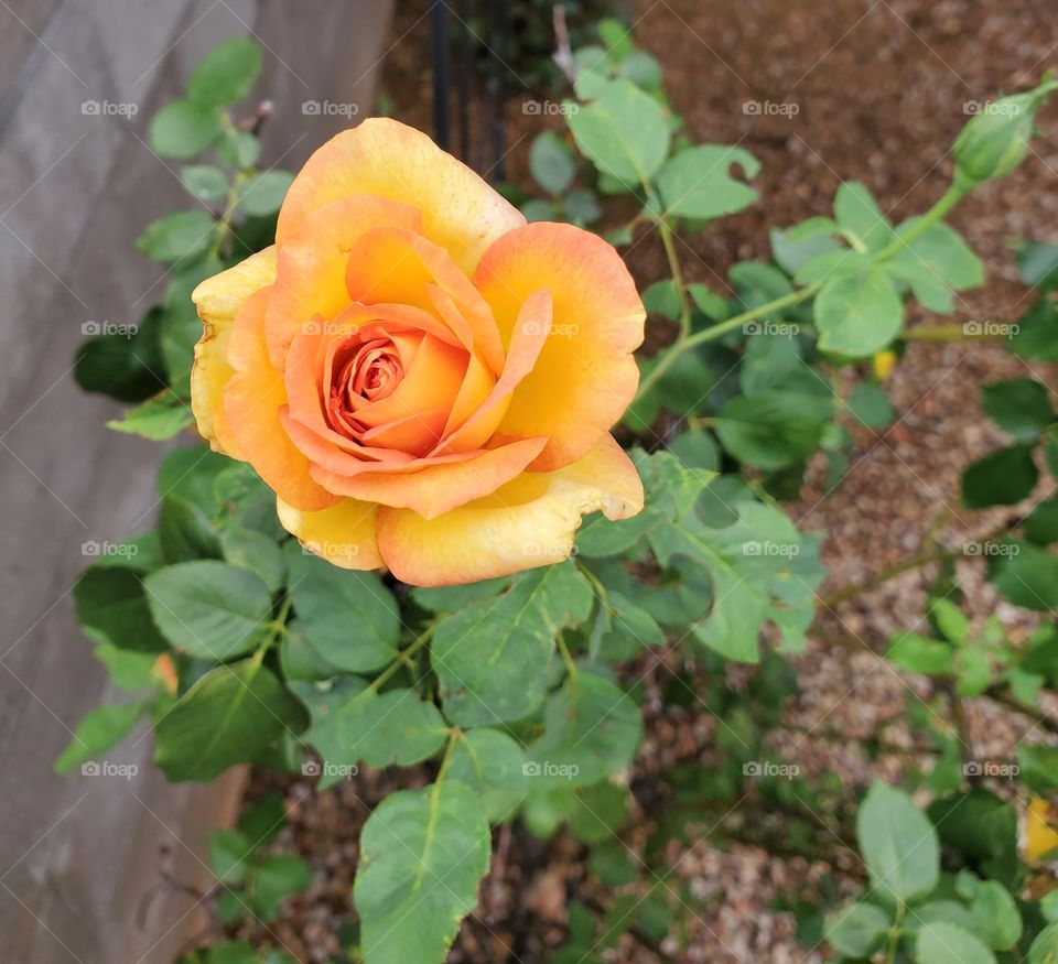yellow rose in the desert