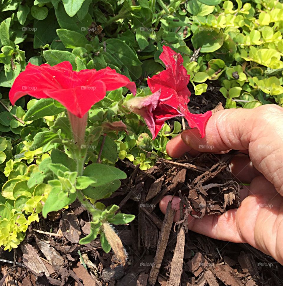 Putting bark chips around petunias