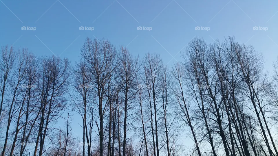 cold trees