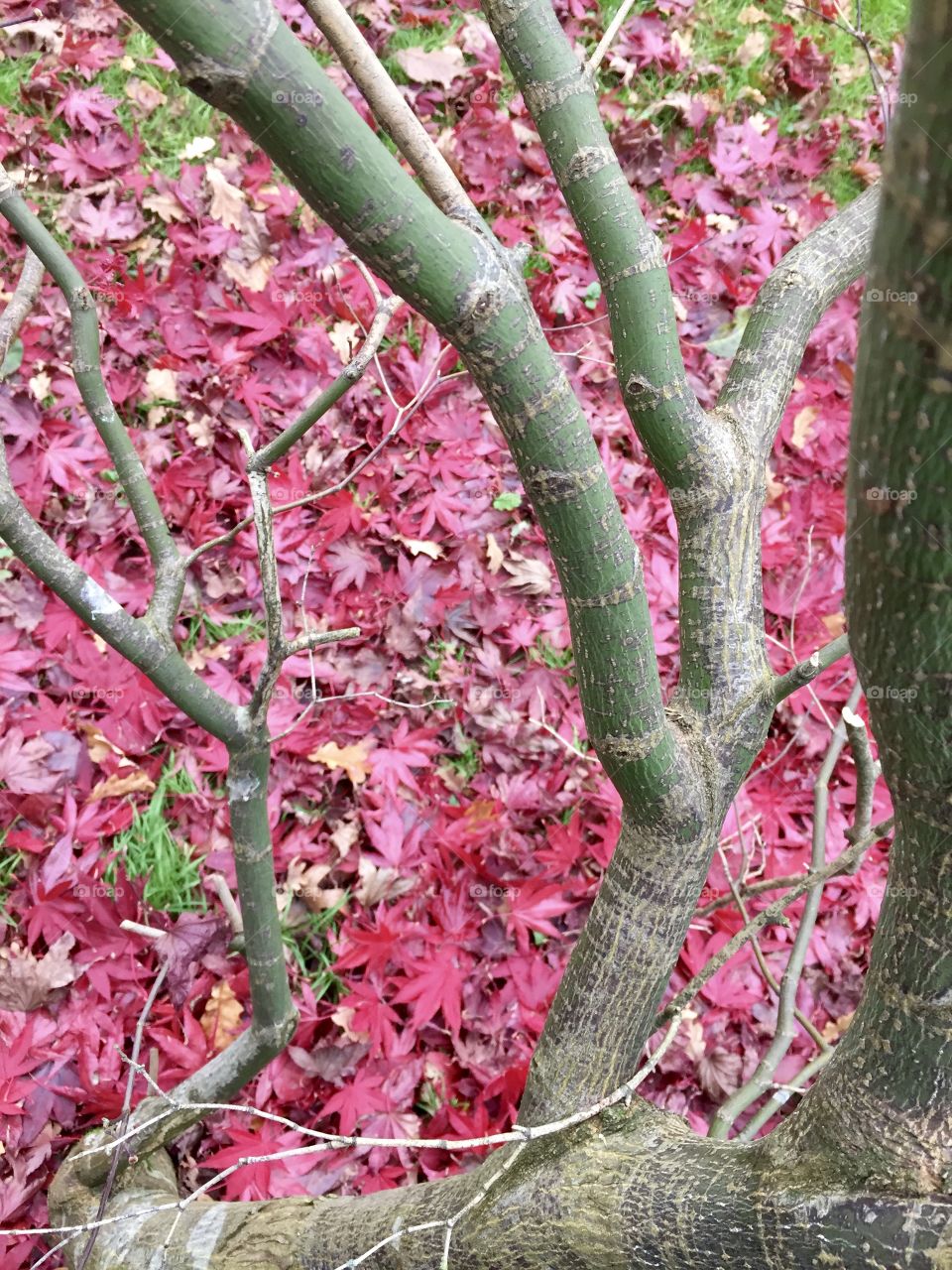 Japanese maple in fall