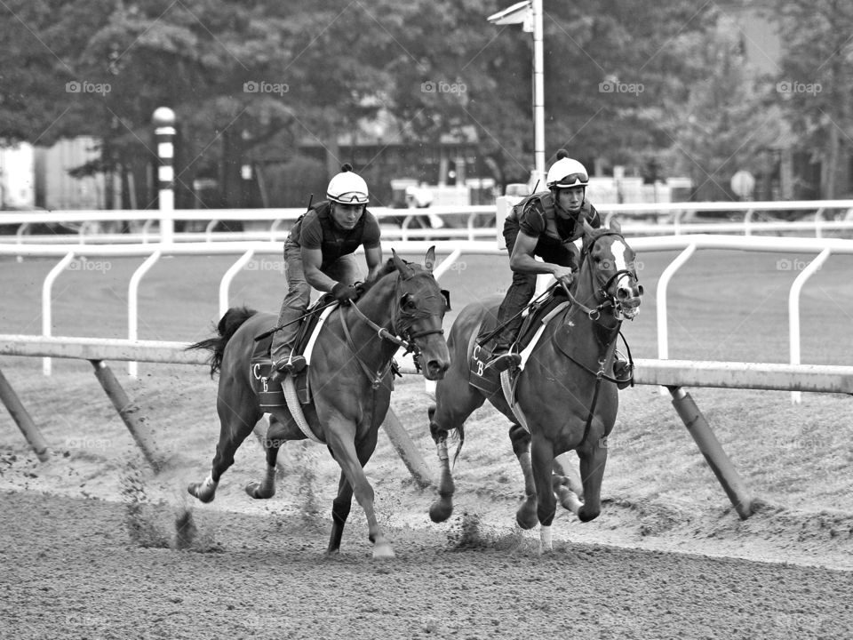 Oklahoma Training Track. Young set of 2 yr old horses learning to compete in a workout on the Oklahoma training track at Saratoga. Chad Brown duo