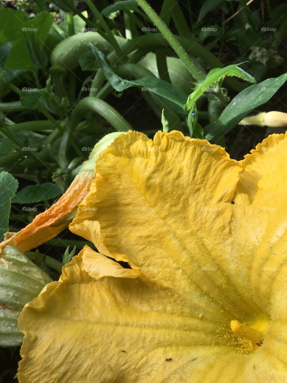 Ant’s as pollinators