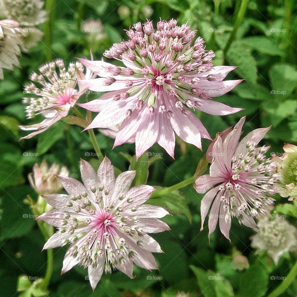 Astrantia flowers 