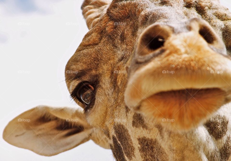 Giraffe