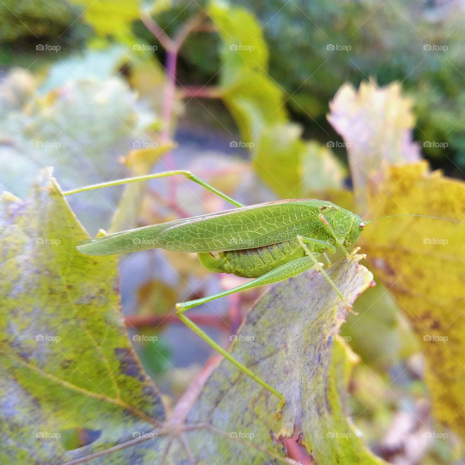 grasshopper sits on a leaf, summer 2016