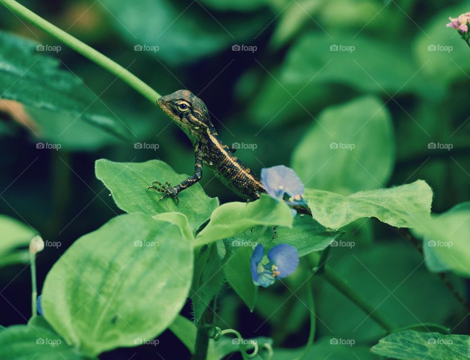 Garden lizard - natural beauty