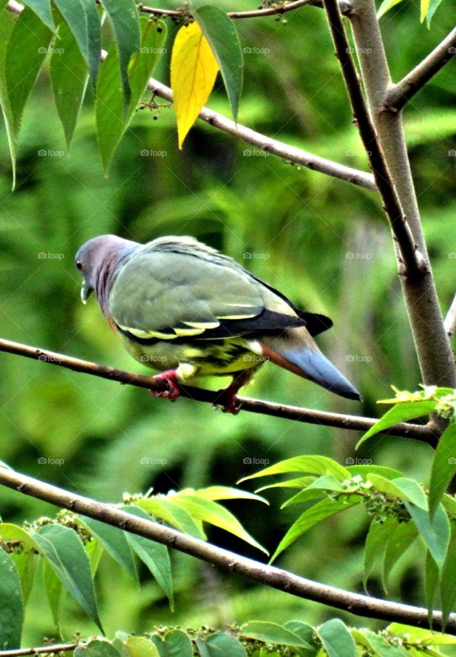 Green pigeon perching on branch