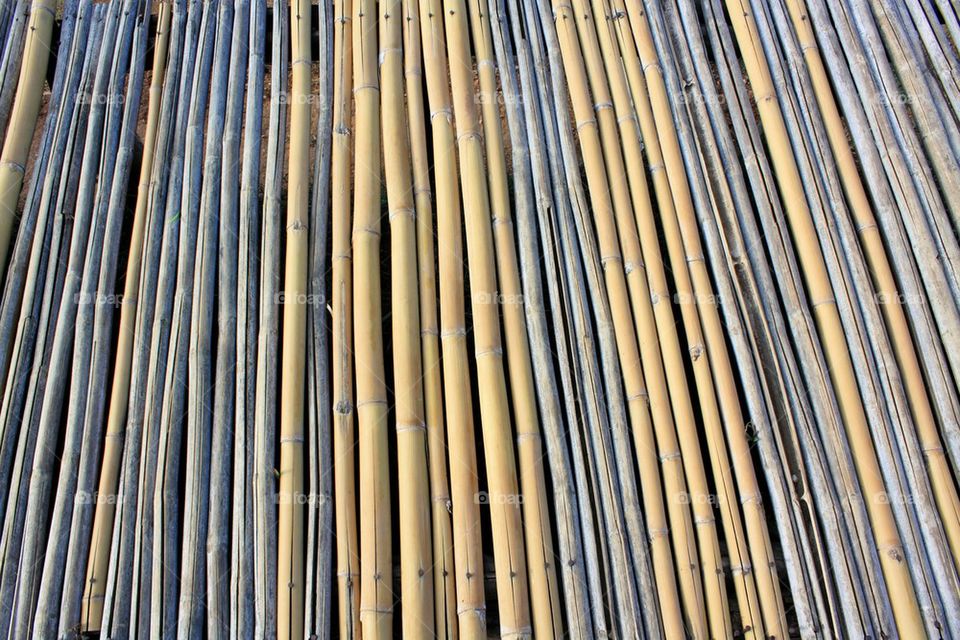 Bamboo,  abstract 