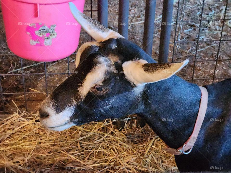 This cute smiling dwarf goat at a county fair in Oregon gets its pink on for the public