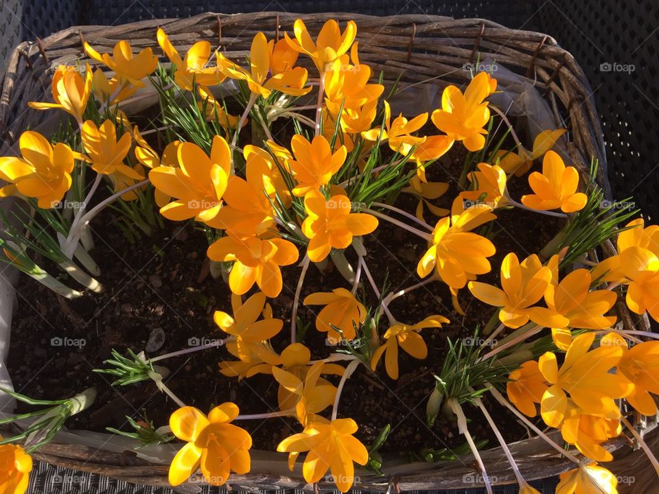 Yellow crocus flowers