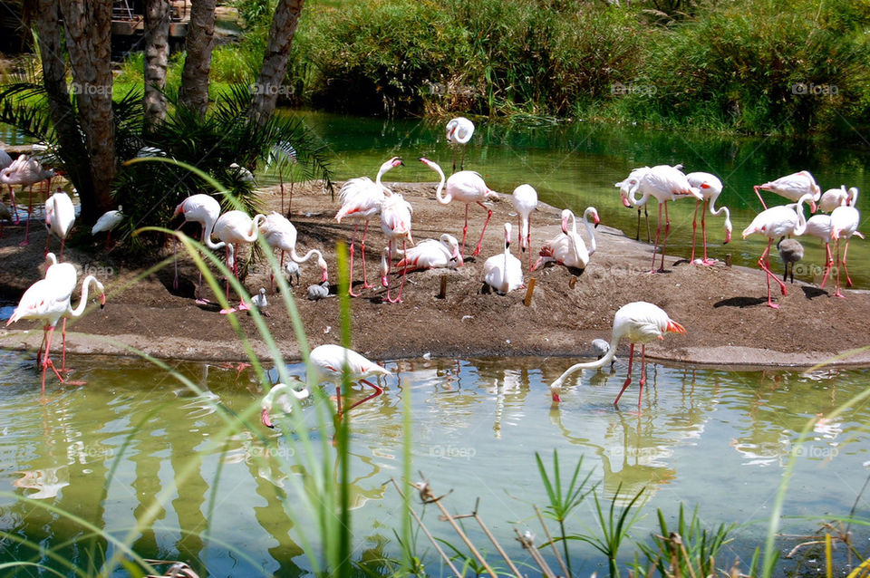 flamingo group1 by refocusphoto