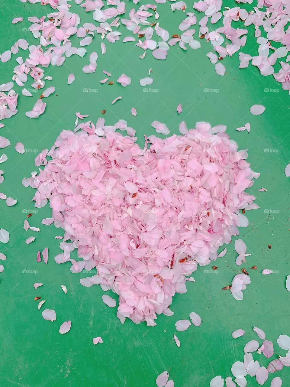 Flores de cerezo 