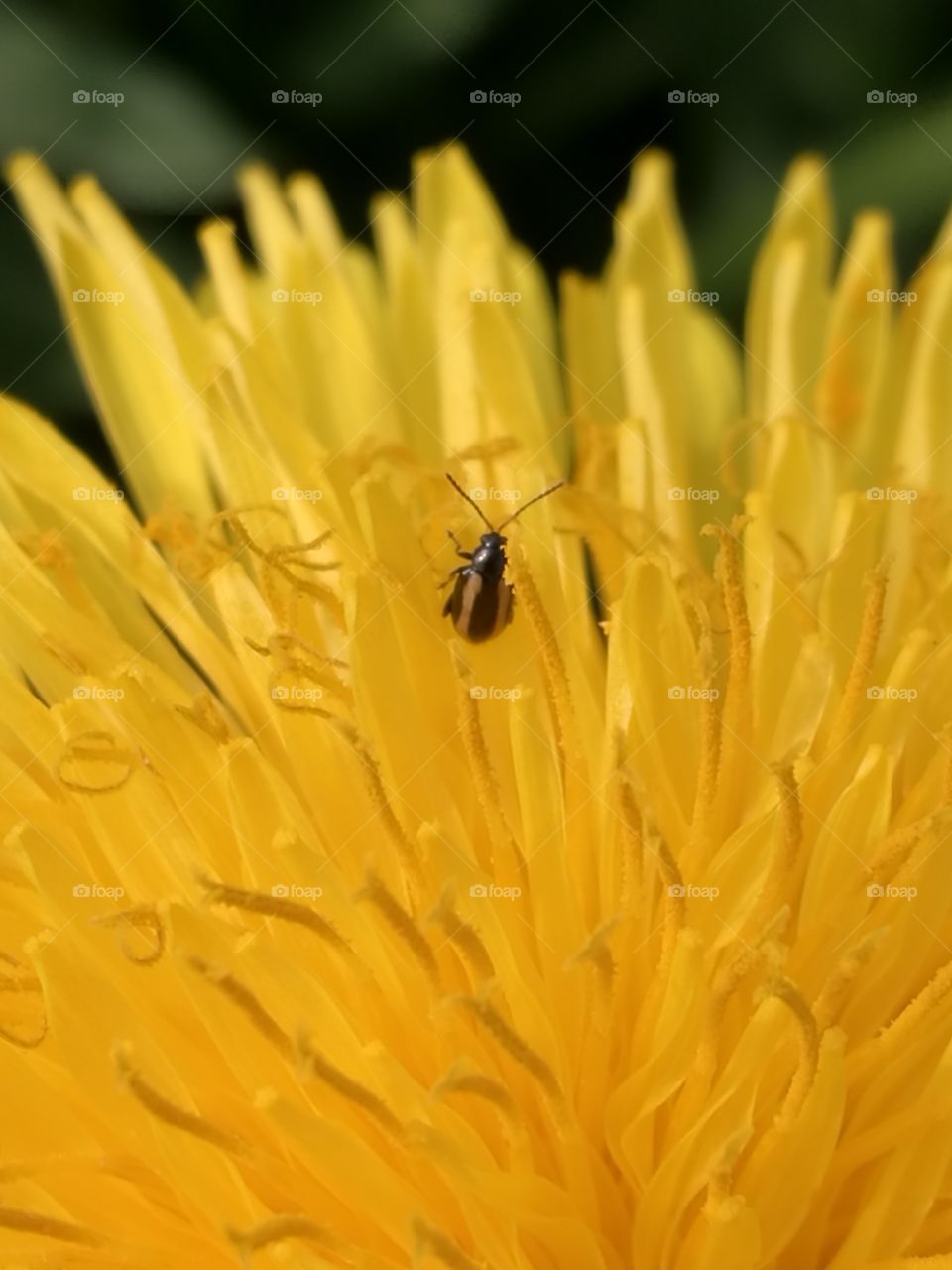 Insect On Dandelion
