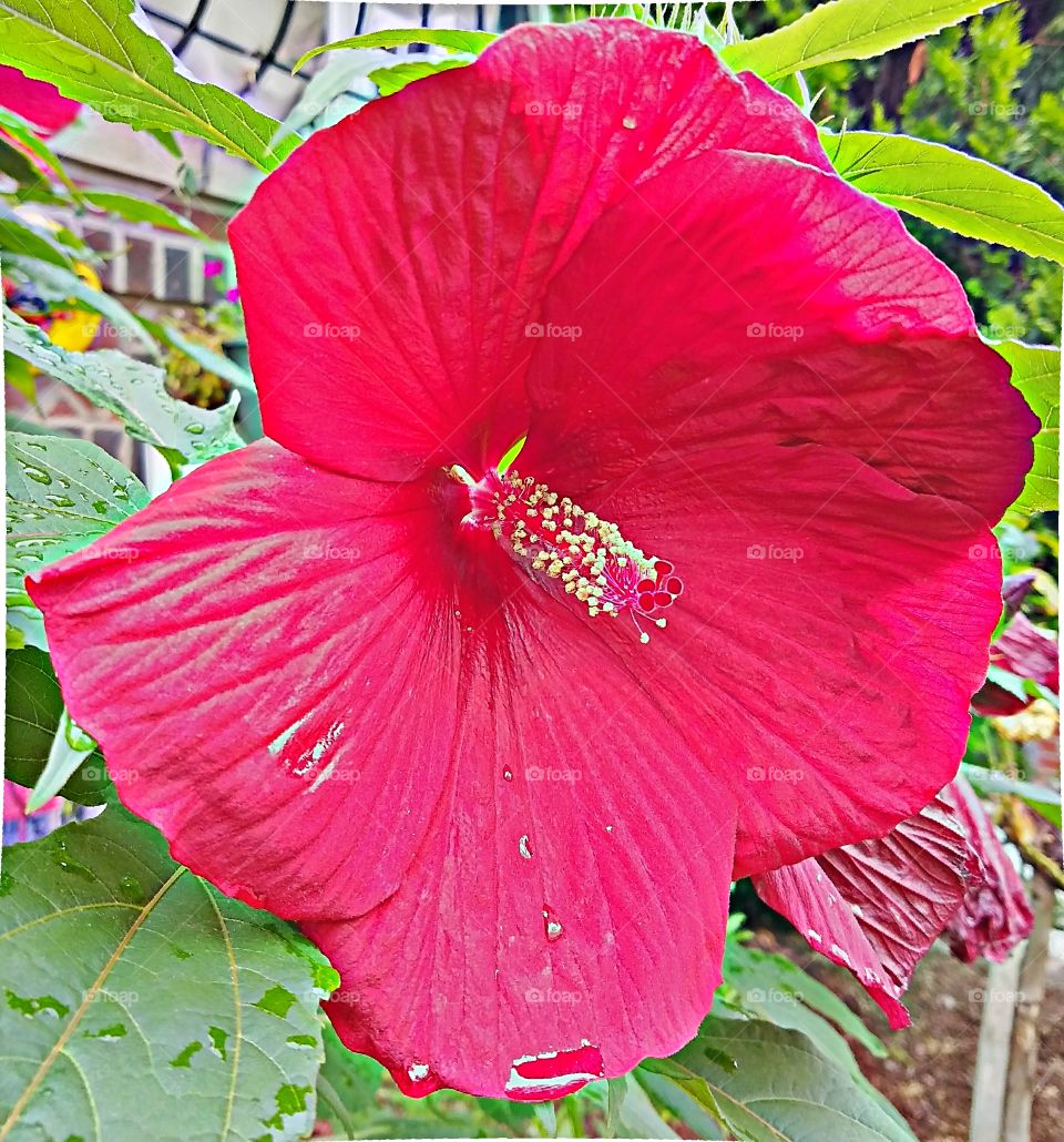 Flower, Nature, Flora, Leaf, Hibiscus