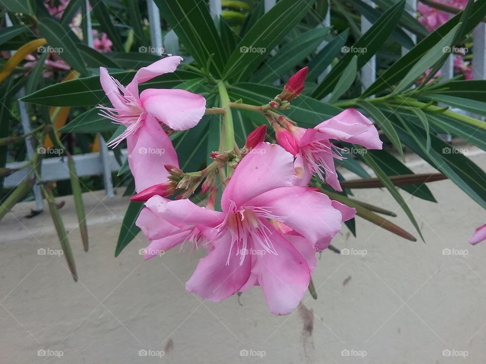 Flower, No Person, Nature, Leaf, Flora