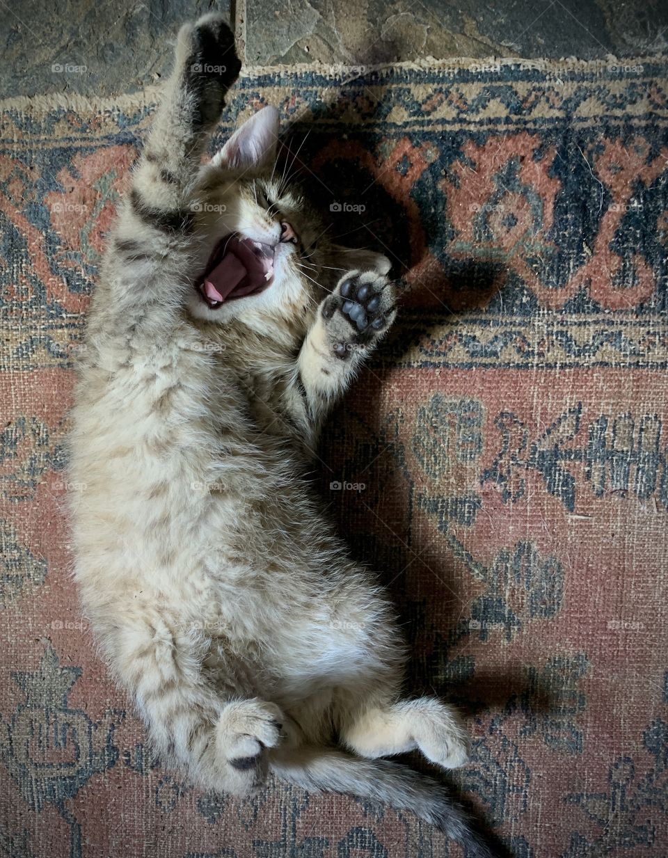 Kitten stretching while lying on back with paws reaching up and yawning.