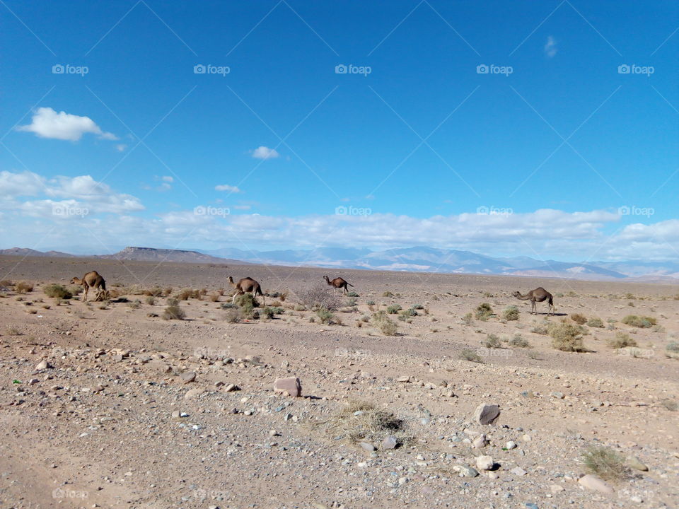 camels in desert