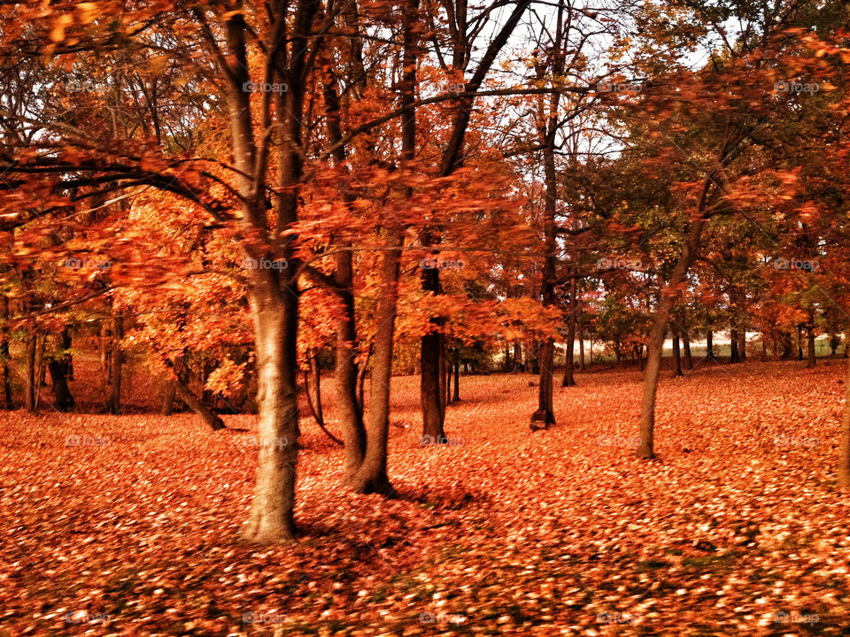 tennessee tree orange leaves by ohhlookabunny