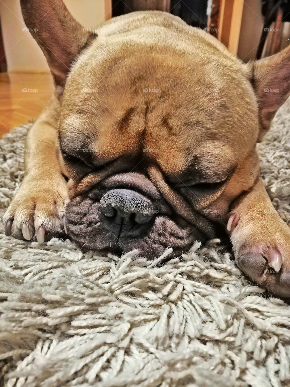 Sleepy french buldog on the carpet.