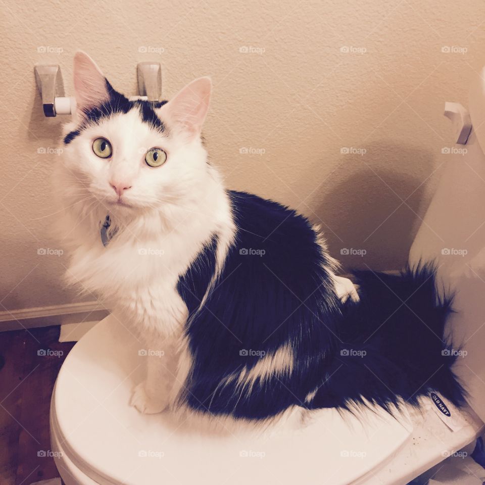 Bathroom cat 