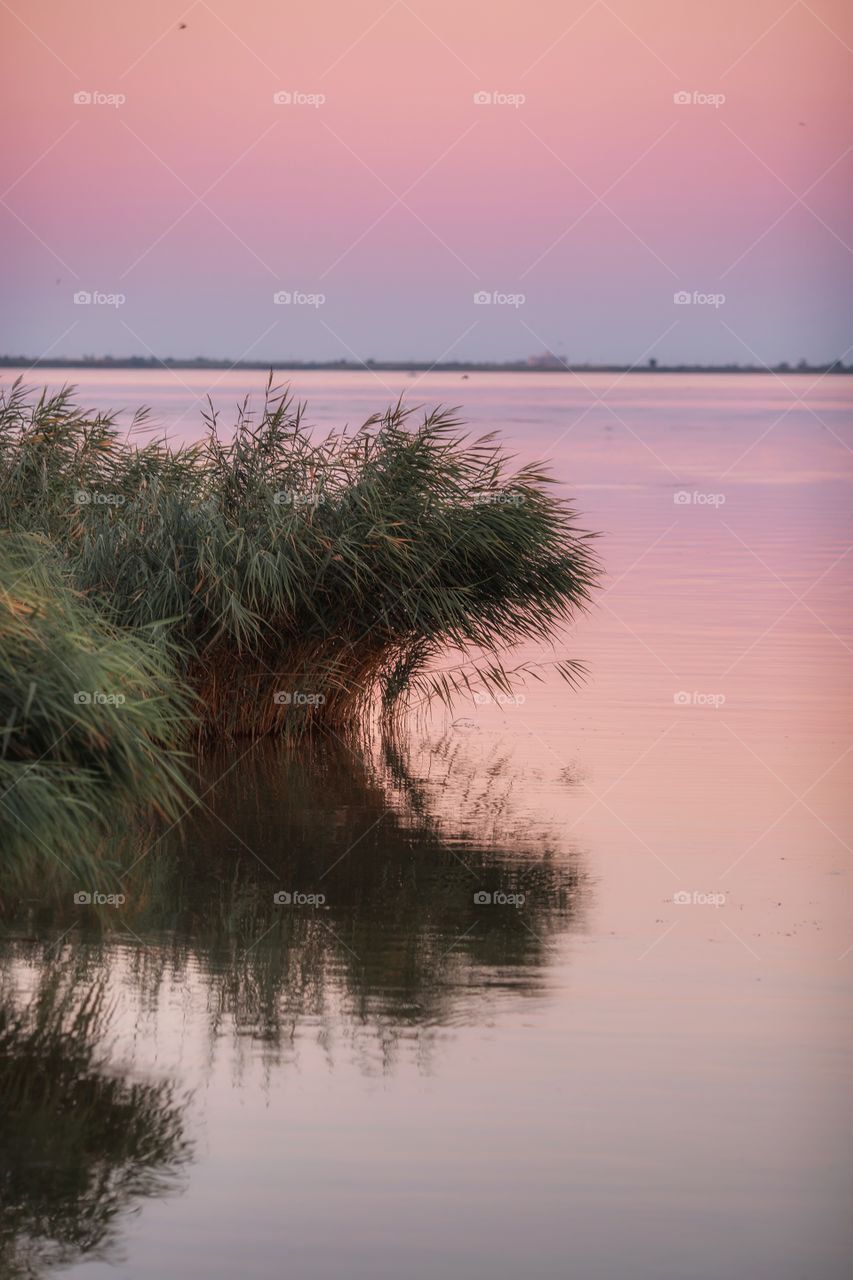 Grass in a lake at pink sunset 