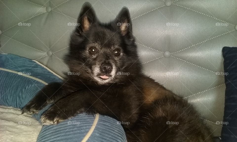 Inquisitive Schipperke Mind
