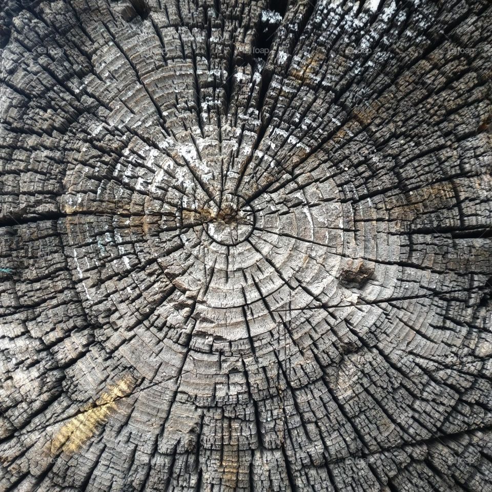 the texture of a cut tree