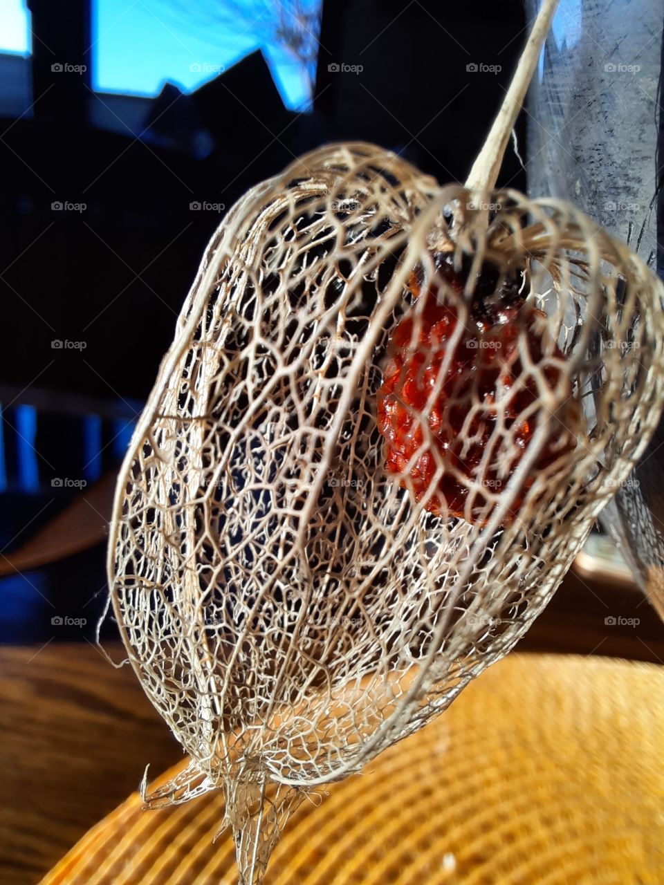 close-up of dry physalis  fruit