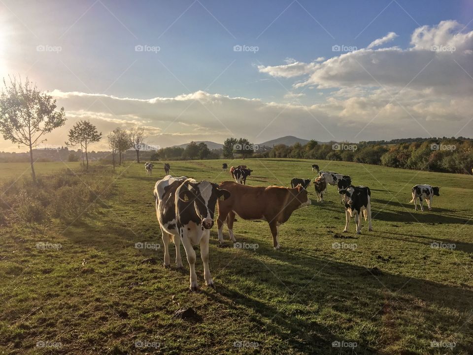 Cows pasture 