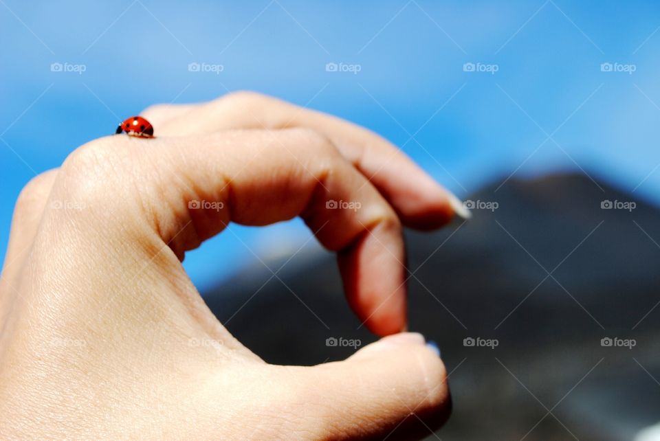 ladybirds close up