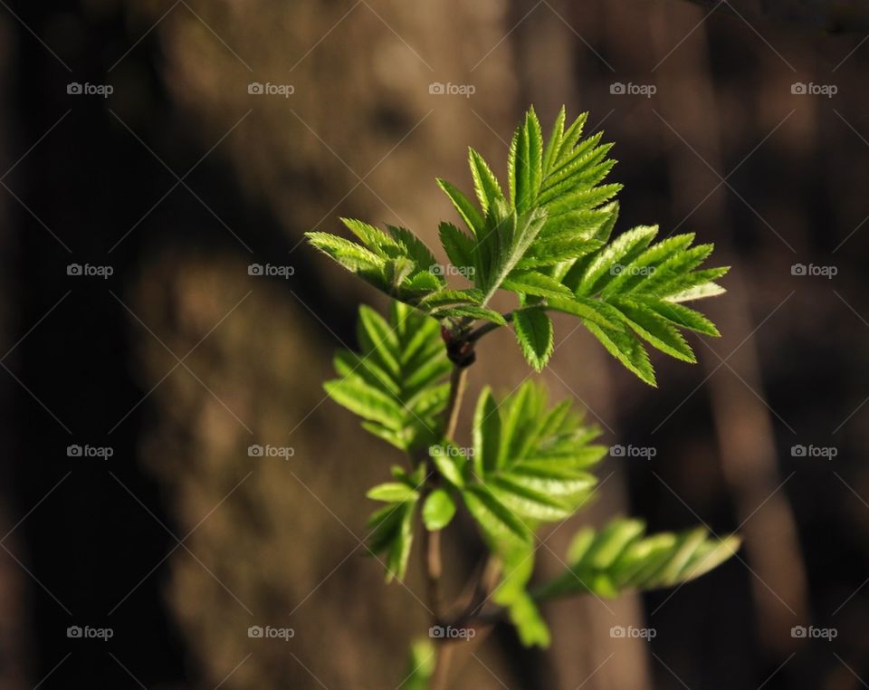 green branch, fresh leaves, spring, youth, with renewed strength, nature, on fresh air, in-field