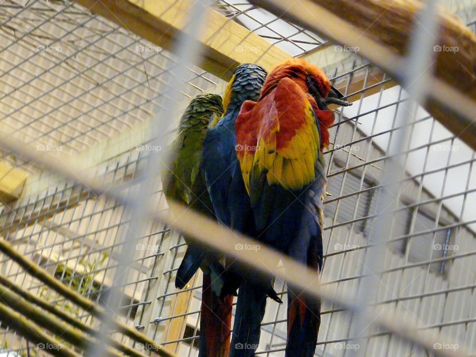 Multicolored old young macaws bodies selective focus - able to says we are an old commando
