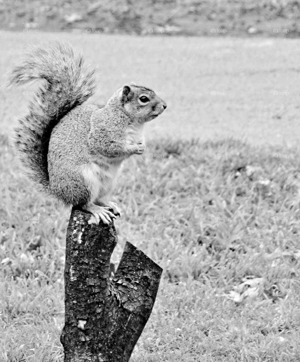 Black-and-white portrait of a squirrel perch on a sawed off tree