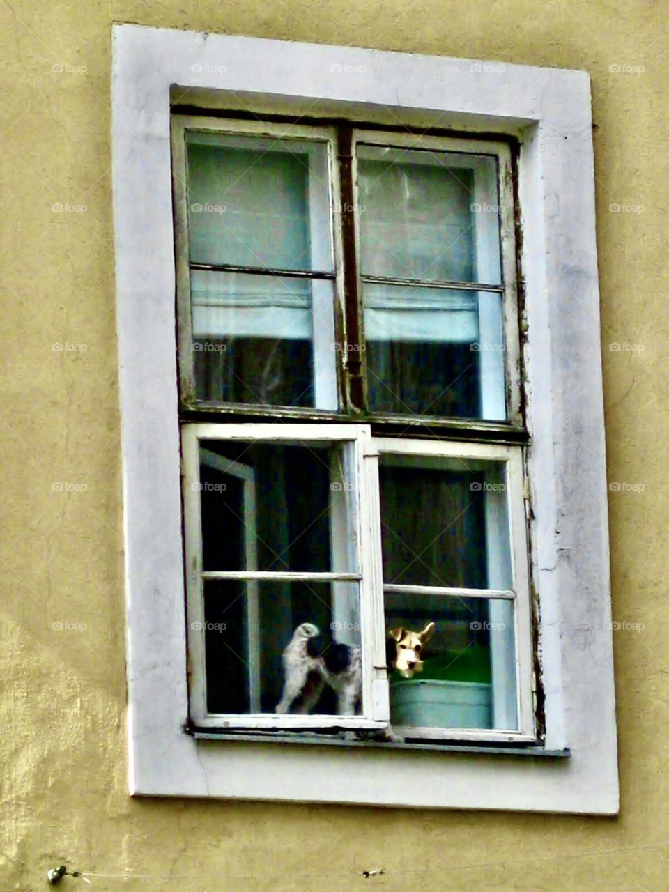 Curious dog watching out from the window i Tallin, Estonia