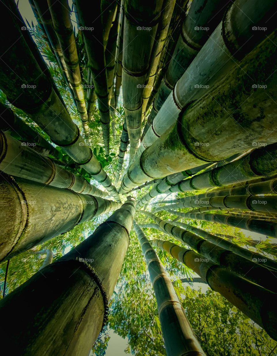 Looking up at the Bamboo forest