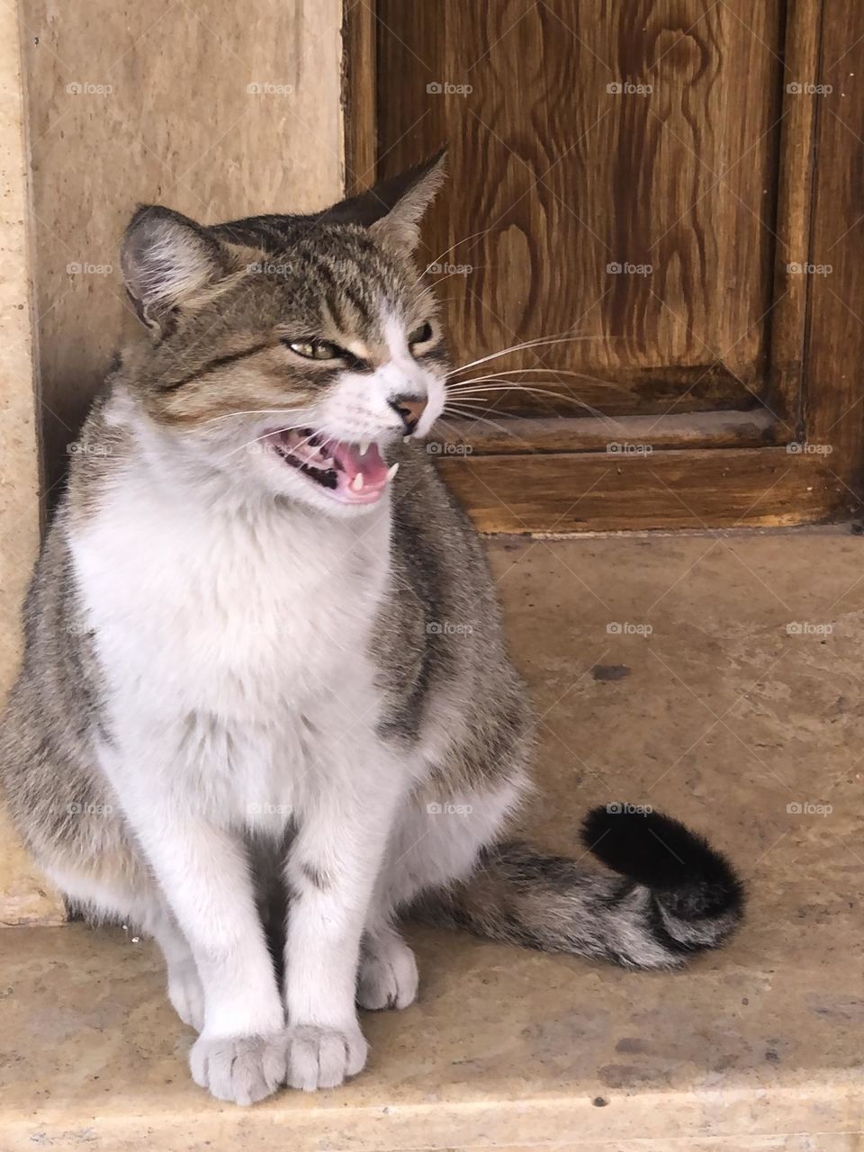 Beautiful cat looking at camera 