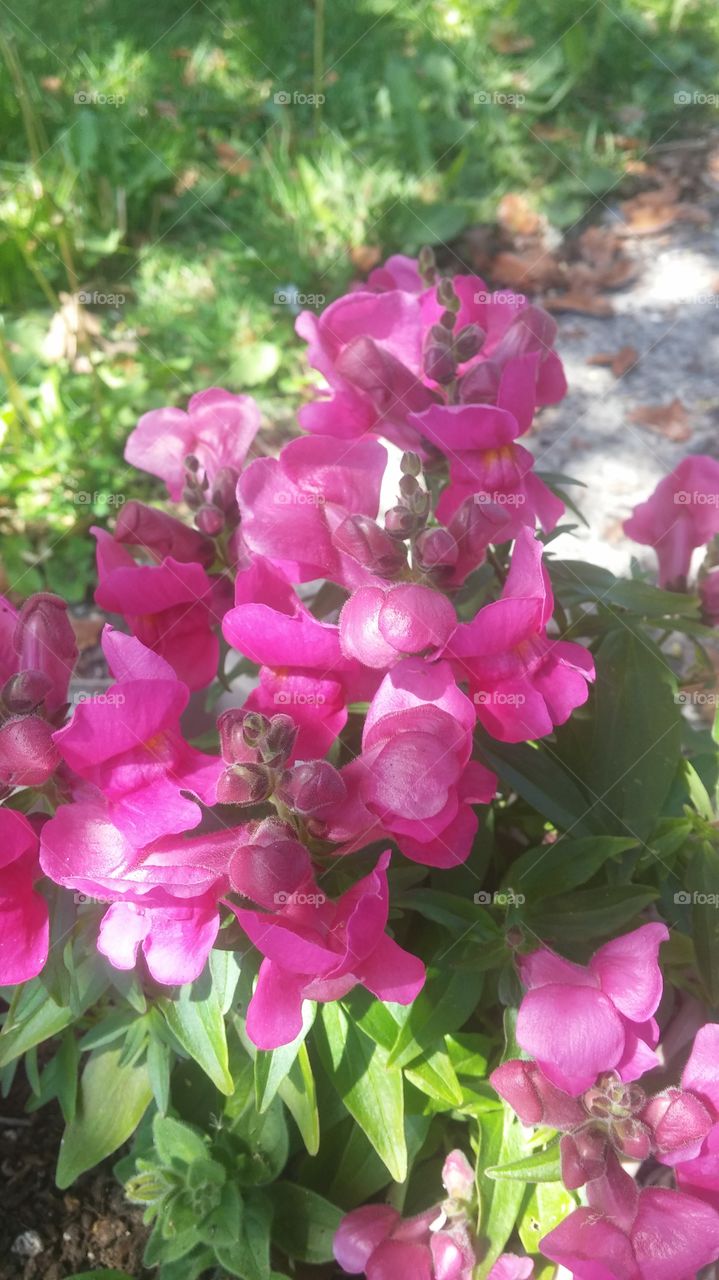 snapdragon. pink snapdragons