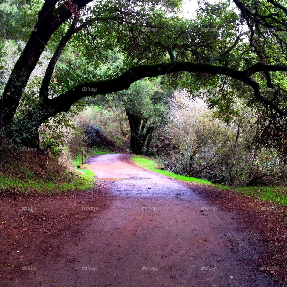 Trail Wet Path