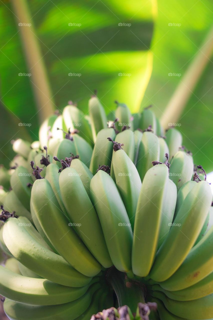 bunch of bananas
