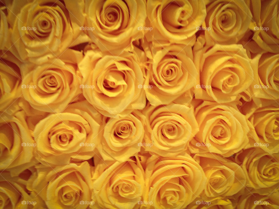 Yellow roses