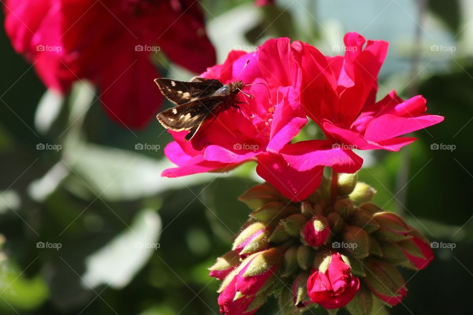 portrait of a plant and the pollination by a moth, summer at its finest